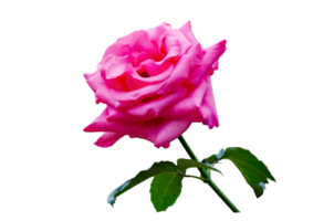 rosa rosa isolato su trasparente sfondo png file