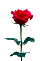 red rose Isolated on transparent background PNG file