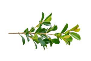 leaf vine Isolate on transparent background PNG file