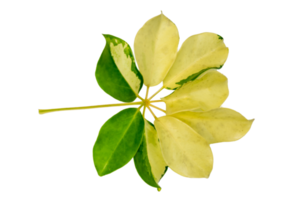 leaf vine Isolate on transparent background PNG file