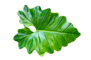 Philodendron Golden Dragon plant Isolate on transparent background PNG file