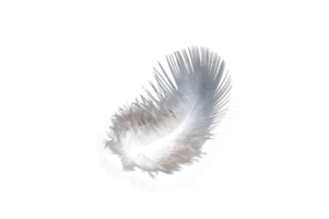 white feather isolated on transparent background PNG file