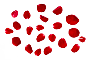 red rose petals Isolated on transparent background PNG file