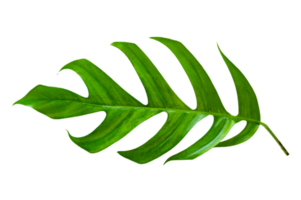 tropical jungle monstera leaves isolated on transparent background PNG file