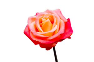 rose rose isolé sur fond transparent fichier png