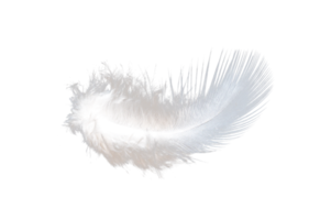pluma blanca aislada en archivo png de fondo transparente