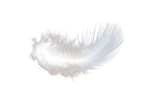 plume blanche isolée sur le fichier png de fond transparent