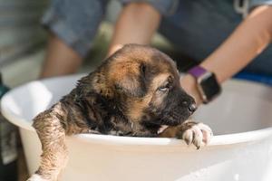 Groomer bathing, shower, grooming with shampoo a cute brown puppy in basin photo