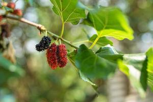 Ripe mulberry fruit on tree with green leaf in the plantation photo