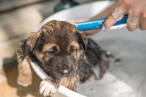 Groomer bathing, shower, grooming with shampoo a cute brown puppy in basin photo