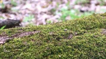 Moss forest. Close-up of a fallen tree trunk in the forest. Dead tree in the forest covered with green moss. Mountain forest with trees. Warm sun rays illuminate the plants. video