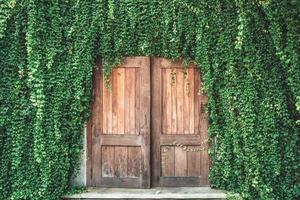 Retro aged wooden door with ivy plant leaves covered photo