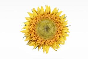 beautiful sunflower 3d illustration minimal rendering on white background. photo