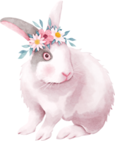 Easter bunny with daisy flowers png