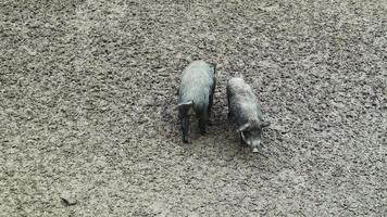 dos cerdos salvajes cavan en el barro para comer y alimentarse en el bosque. un mamífero omnívoro artodáctilo no rumiante del género jabalí de tamaño mediano, caminando por un campo sucio. video