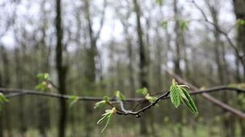 una rama de un árbol con hojas verdes se balancea en el viento contra el fondo de un bosque borroso. una rama volada contra el telón de fondo del bosque. foco variable. video