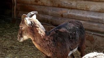 Nahaufnahme Porträt eines europäischen Mufflons, der an einem sonnigen Tag in die Kamera schaut. ein Wiederkäuer Artiodactyl Tier der Widdergattung. video