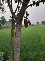 Jackfruits hanging on the tree. Jackfruit is the national fruit of Bangladesh, Asia. It is a seasonal summer time fruit. Delicious jackfruit fruit grows on the tree photo