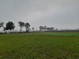 paisaje con hermoso campo de arroz del pueblo de kushtia, bangladesh, asia. hermosa naturaleza foto