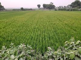 paisaje con hermoso campo de arroz del pueblo de kushtia, bangladesh, asia. hermosa naturaleza foto