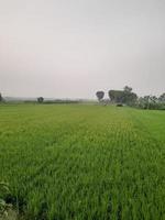 Landscape with Beautiful Paddy fild of the village of Kushtia, Bangladesh, Asia. lovely nature. photo