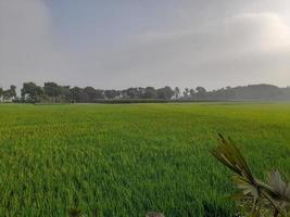 Landscape with Beautiful Paddy fild of the village of Kushtia, Bangladesh, Asia. lovely nature. photo