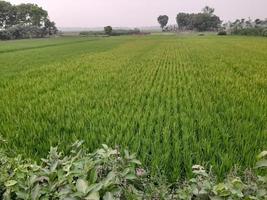 paisaje con hermoso campo de arroz del pueblo de kushtia, bangladesh, asia. hermosa naturaleza foto