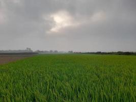 paisaje con hermoso campo de arroz del pueblo de kushtia, bangladesh, asia. hermosa naturaleza foto