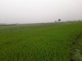 paisaje con hermoso campo de arroz del pueblo de kushtia, bangladesh, asia. hermosa naturaleza foto