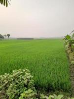 Landscape with Beautiful Paddy fild of the village of Kushtia, Bangladesh, Asia. lovely nature. photo