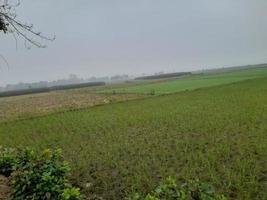 Landscape with Beautiful Paddy fild of the village of Kushtia, Bangladesh, Asia. lovely nature. photo