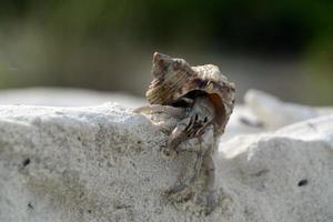 cangrejo ermitaño en la playa paraíso tropical de arena blanca foto