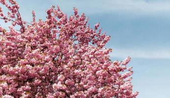 Sakura trees and flowers photo