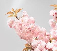 Cherry blossoms in spring photo