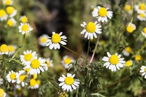 organic chamomile flowered in spring photo