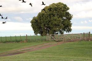 black bandurrias typical birds of south america photo