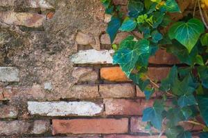 hiedra verde en la vieja pared de ladrillo con espacio para escribir foto