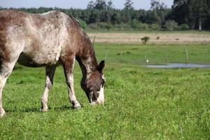 horses grazing in the meadow in spring photo