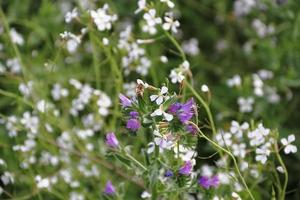 wild flowers in the flowered meadow photo