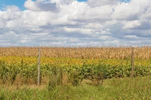 field plated with soybeans and corn ready to harvest photo