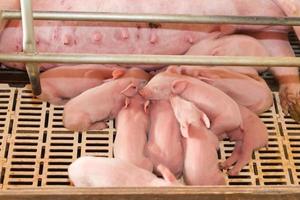 industrial pigs hatchery to consume its meat photo