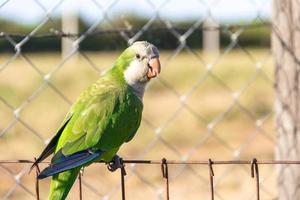 parrot with green feathers on the farm and blue photo