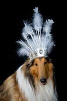 portrait of a rough collie with feather headgear for carnival photo