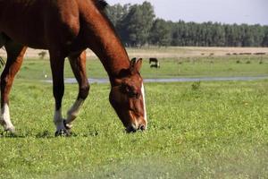 horses grazing in the meadow in spring photo