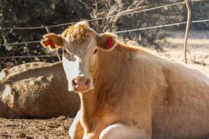 portrait of dairy cow sitting in the field photo