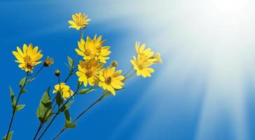 Jerusalem artichoke flowers photo