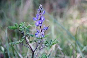 wild flowers in the flowered meadow photo