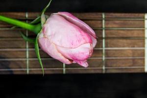 un capullo rosa en las cuerdas de la guitarra foto