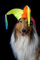 portrait of a long-haired collie with a harlequin hat photo