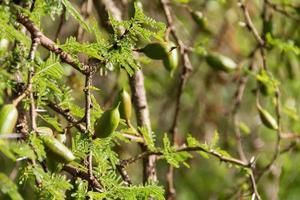 green fruit of the acacia in summer photo